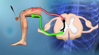 Bewegungssystem Reflexe  Trailer Schulfilm Biologie [upl. by Fanchet]