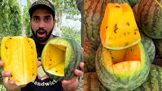 क्या आपने देखा है Most Unique YELLOW WATERMELON😱😱 दुनिया का आठवाँ अजूबा😳 Indian Street Food  Gzb [upl. by Arataj]