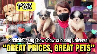 quotGREAT PRICES GREAT PETSquot  Arranque Pet Market  Oct 12 2023 [upl. by Lubbi]