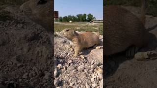 Prairie Dogs Beneath the Surface of Social Rodents prairiedog rodents [upl. by Arol]