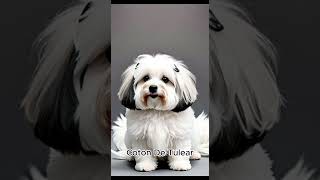 Coton De Tulear [upl. by Luoar]