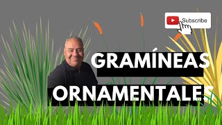 Top 10 GRAMÍNEAS ORNAMENTALES que aportan interés al JARDÍN [upl. by Richela]