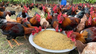 The process of raising native chickens from 1 day old to adulthood  chicken farm [upl. by Niawat]