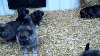 Elkhound Pups Tora Litter Two Kamia Kennels  4 Weeks Old [upl. by Irovi]