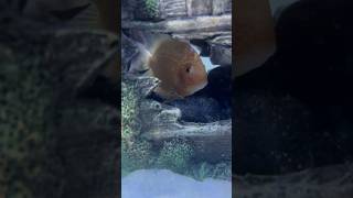 Severum fish 🐠 severumfish severumfishcare severumfishtank fish fishtank aquarium ytshorts [upl. by Nairrot]