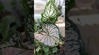 Caladium Plant Varieties Beautiful Garden caladium indoorplant beatutiful garden natural how [upl. by Brottman]