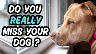 Do your dog REALLY MISS YOU WHEN YOU LEAVE THE HOUSE [upl. by Chad]