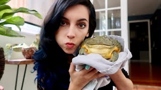 FEEDING MY PET GIANT BULLFROG [upl. by Zina]