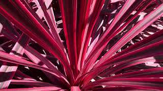 Variegated Cordyline australis ‘Electric Pink’ [upl. by Magnuson]