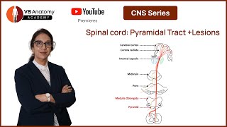 Spinal cord Pyramidal Tract  Lesions [upl. by Elyagiba697]