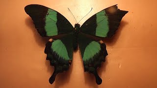 ИЗ МИРА 33 Papilio palinurus парусник палинур [upl. by Aicileb]