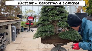 Repotting Lonicera Bonsai [upl. by Pepi133]