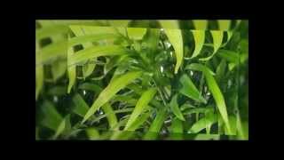 How To Grow A Parlour Palm Chamaedorea elegans [upl. by Arbua]