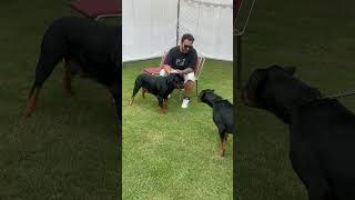 Rottweiler Lady Ollie Attacks A Rottweiler Female During Dog Show Championship shorts dogs trend [upl. by Analart821]