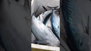 Tuna olit mga ka angler fishing fish [upl. by Demahom301]