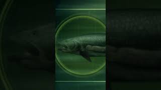 A man got attacked by a 4footlong sea lamprey  River Monsters  Animal Planet shorts [upl. by Mead]