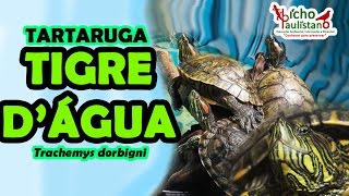 TARTARUGA TIGRE DÁGUA Trachemys dorbigni [upl. by Willumsen]