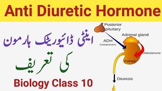 What is Antidiuretic Hormone  Definition of Antidiuretic Hormone  Class 10 [upl. by Mauralia]