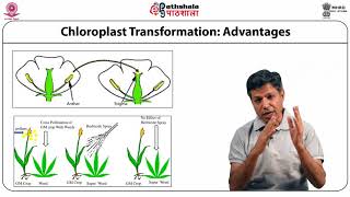 Chloroplast Transformation 1 [upl. by Willms868]