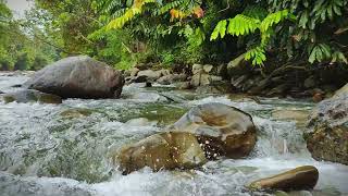 Forest sounds and birdsong peaceful stream sounds ASMR [upl. by Cavill]