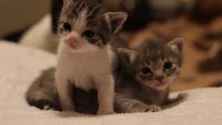 3 Weeks Old Kitten Update [upl. by Akinert]