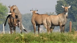 All Nilgai loving excitednilgai [upl. by Akit]