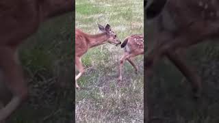 Cute Baby Deer Cute Animal Video animallover [upl. by Ennail473]