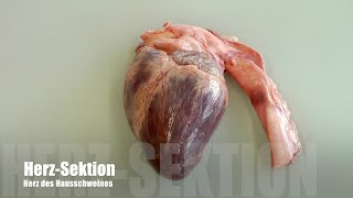 Präparation Schweineherz Anleitung dissection of a pigs heart instruction for school [upl. by Eiroc]