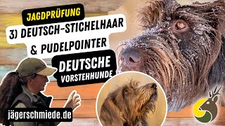 3 DeutschStichelhaar amp Pudelpointer Deutsche Vorstehhunde  💡 Wissen für deine Jagdprüfung [upl. by Ayekehs]