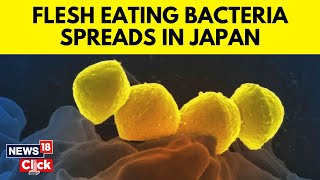 Japan News  Rare Bacteria That Can Kill In 48 Hours Is Spreading  Explained What Is STSS  G18V [upl. by Arlana]