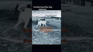 Our livestock guardian dog behavior and pack dynamics caught on security video are so interesting [upl. by Gwyneth]