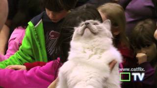 ragdoll cats and ragdoll kittens at cat show the javits center hd  adorable cats with music [upl. by Annohsat]