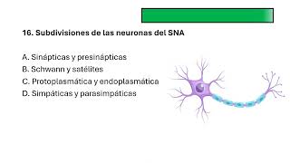 Preguntas del sistema nervioso [upl. by Iggie277]