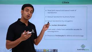 Class 11th – Protozoans – Ciliata  Biological Classification  Tutorials Point [upl. by Ientruoc]