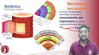 Histologia vegetal tecidos meristemáticos e permanentes [upl. by Faustena]