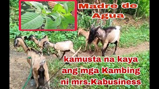 KAYA BA TALAGA PATABAIN NG HALAMAN NA ITO ANG MGA KAMBING NI KABUSINESS [upl. by Salot608]