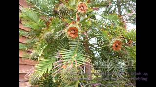 Wollemi Pine seeds germinated in UK [upl. by Aical582]