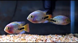 Redhead Cichlid Vieja Synspilum [upl. by Joline]