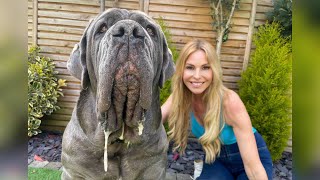 THE NEAPOLITAN MASTIFF  HUGE amp DANGEROUS GUARD DOG Mastino Napoletano [upl. by Blankenship]