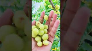 fruit show star gooseberry shortvideo PouTeary [upl. by Cohbert]