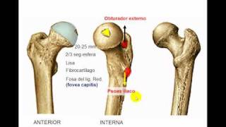 Osteología de miembro inferior 4 [upl. by Nomma689]