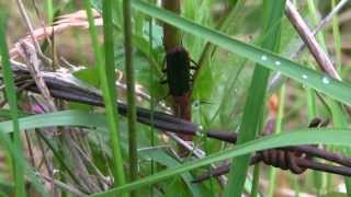 CANTHARIDE CommuneCantharis fusca  BRUITX [upl. by Airres915]