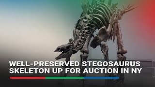 Exceptionally wellpreserved Stegosaurus skeleton up for auction in New York [upl. by Eanom143]