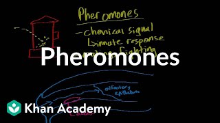 Pheromones  Processing the Environment  MCAT  Khan Academy [upl. by Zetrok]