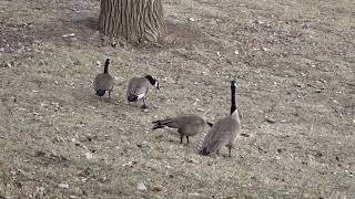 Canada geese came back [upl. by Eislehc]