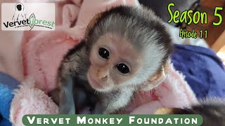 Baby orphan monkey survives shooting baby orphan rescued from Polokwane integrations begin [upl. by Brittaney]