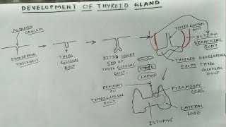 Development of thyroid gland Chart  TCML [upl. by Cade]