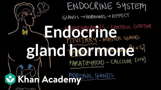 Endocrine gland hormone review  Endocrine system physiology  NCLEXRN  Khan Academy [upl. by Greta]