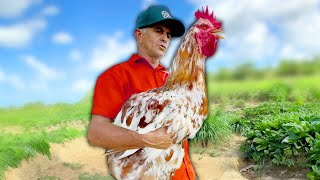 Farmer Accidentally Raises Giant Chicken [upl. by Neehs]