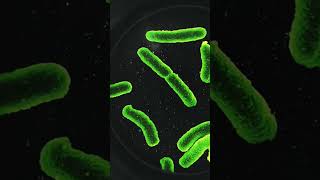 The Mighty Microbes see LogicalBioSphere biology viralshorts cbse shortvideo shortsfeed [upl. by Islaen]